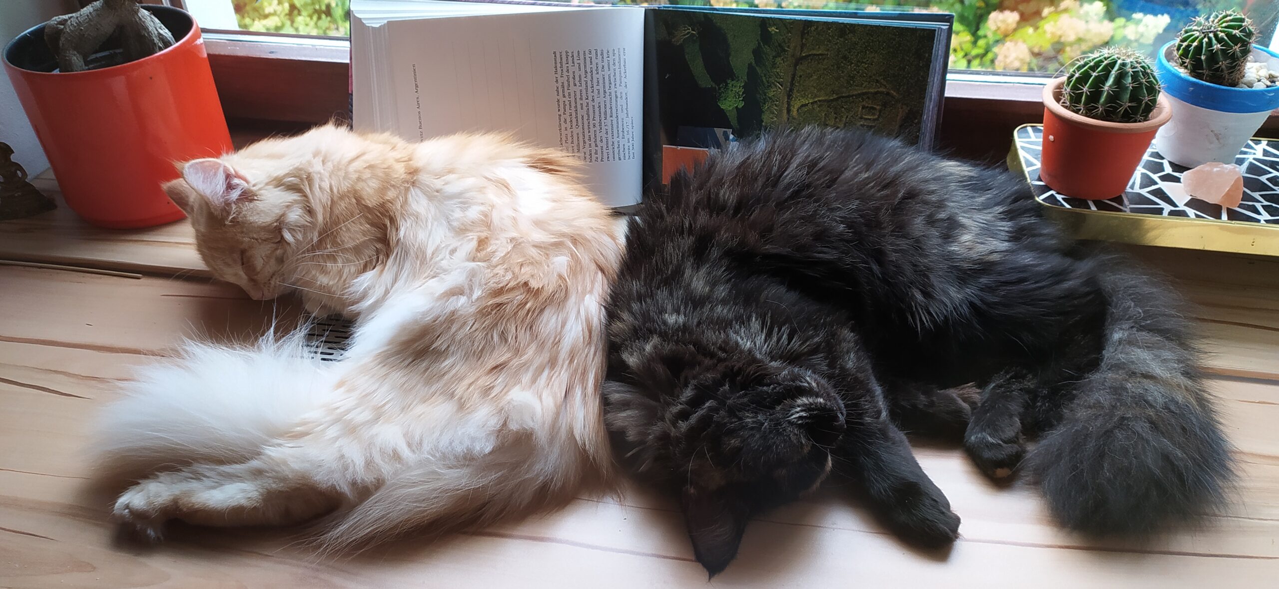 Therapiekatzen Momo & Nala, zwei unterschiedliche Wesen