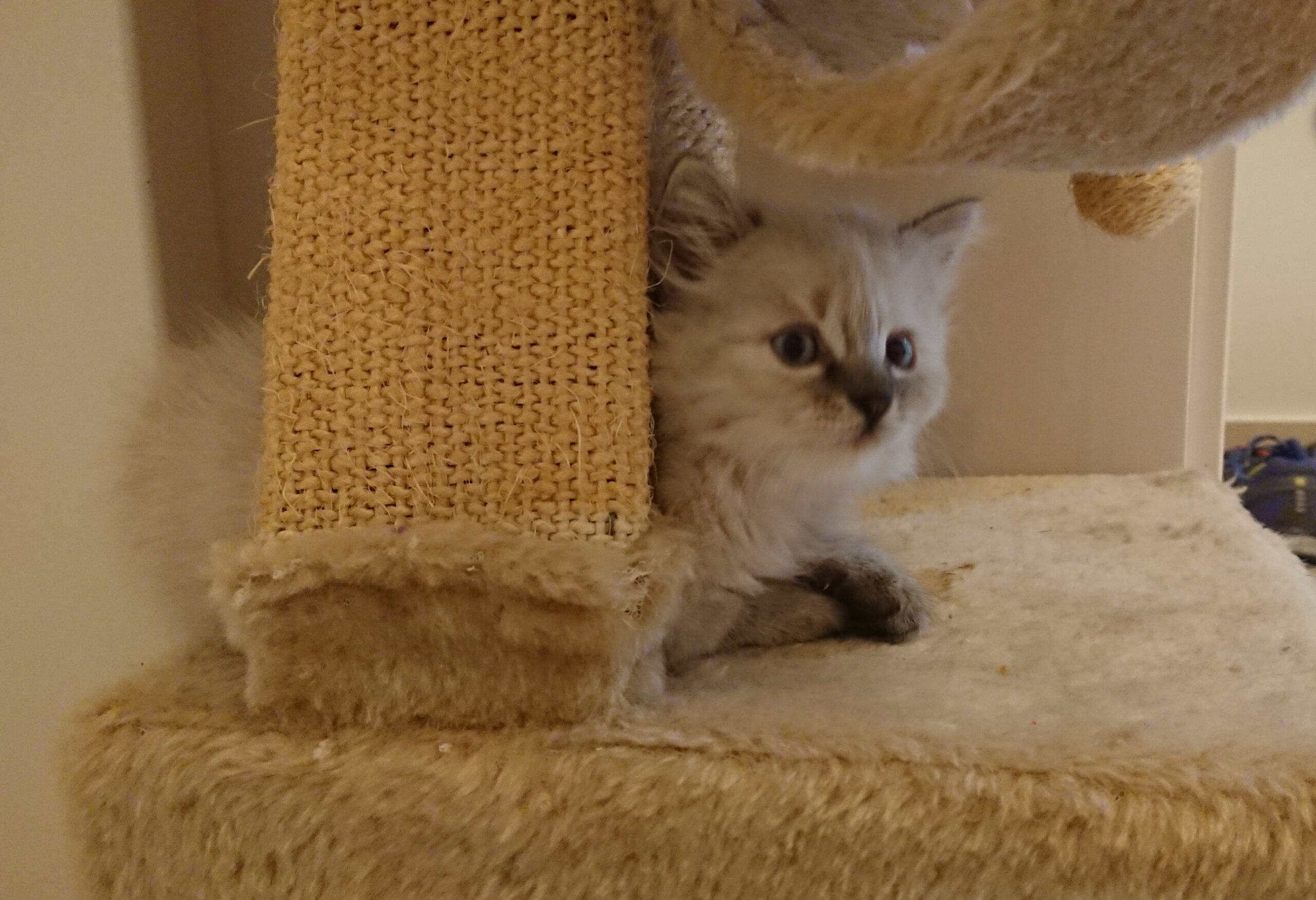 Therapiekatze Miri, Tiergestützte Therapie, Praxis München Laim