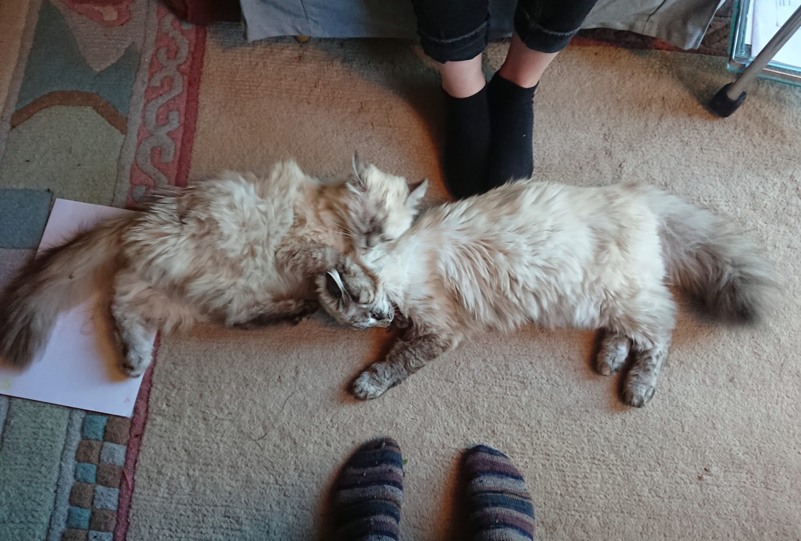 Therapiekatzen Miri & Fina, Praxis München Laim, Gisela Schneider MA, Heilpraktikerin für Psychotherapie