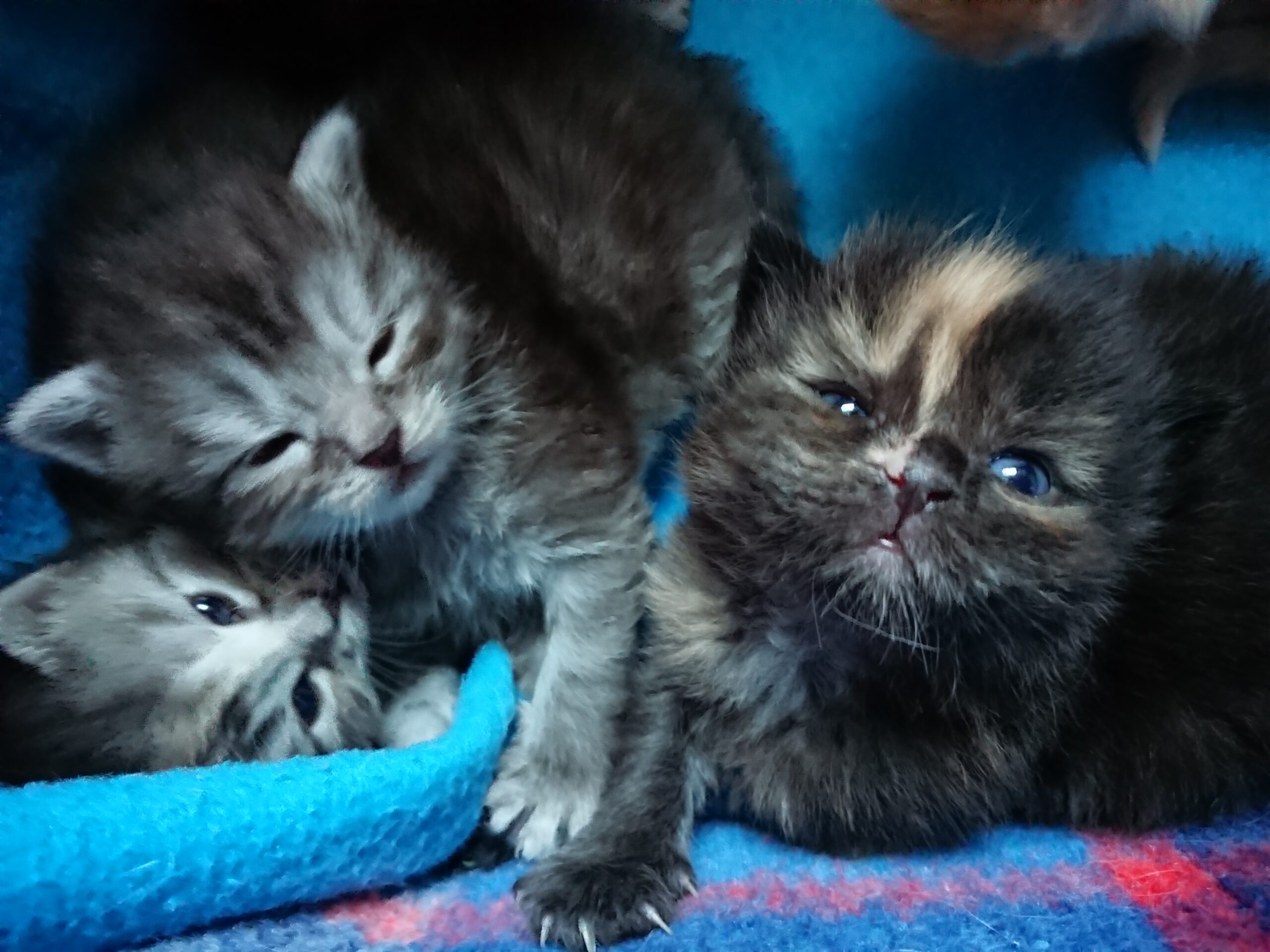 Therapiekatze Momo als Kitten, tiergestützte Therapie, Praxis Gisela Schneider, MA