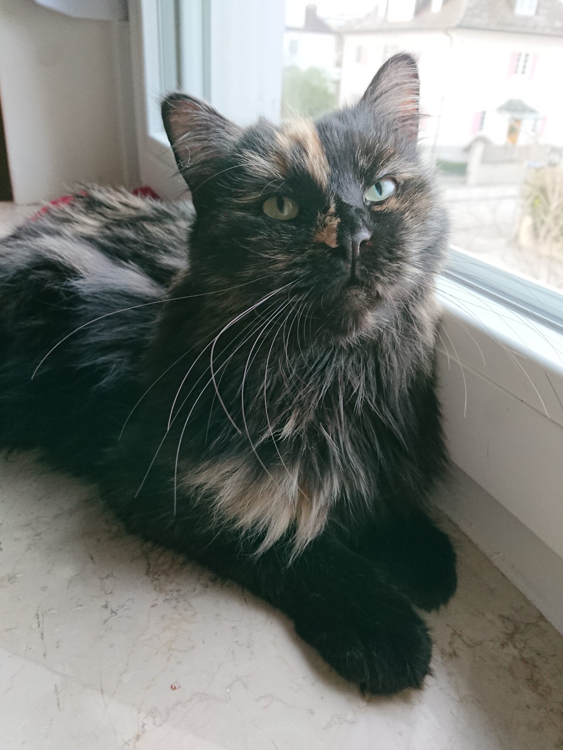 Momo, Therapiekatze, Praxis Gisela Schneider, Heilpraktikerin für Psychotherapie