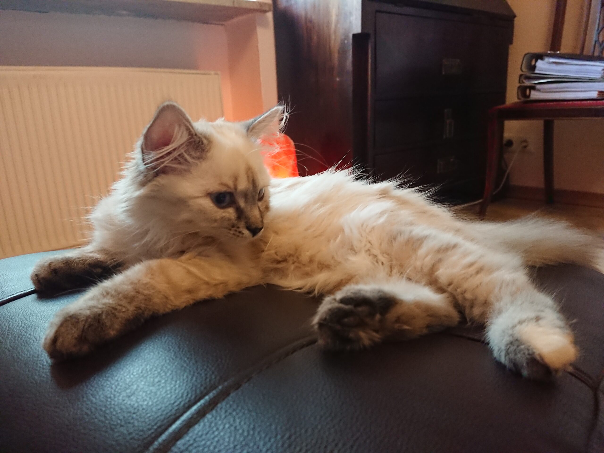Therapiekatze Miri, tiergestützte Therapie, Praxis Gisela Schneider, MA