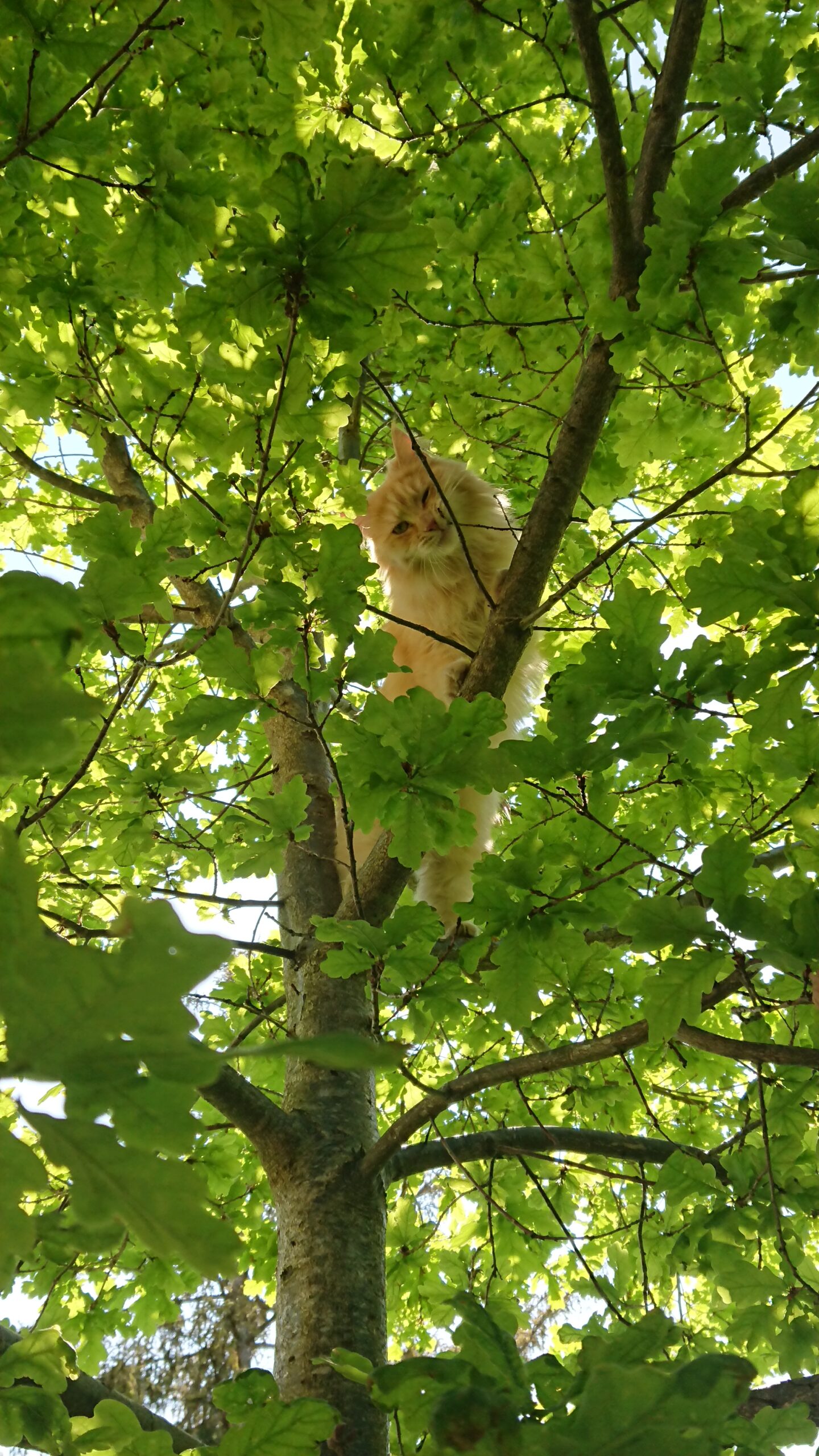 Therapiekatze Nala klettert gern