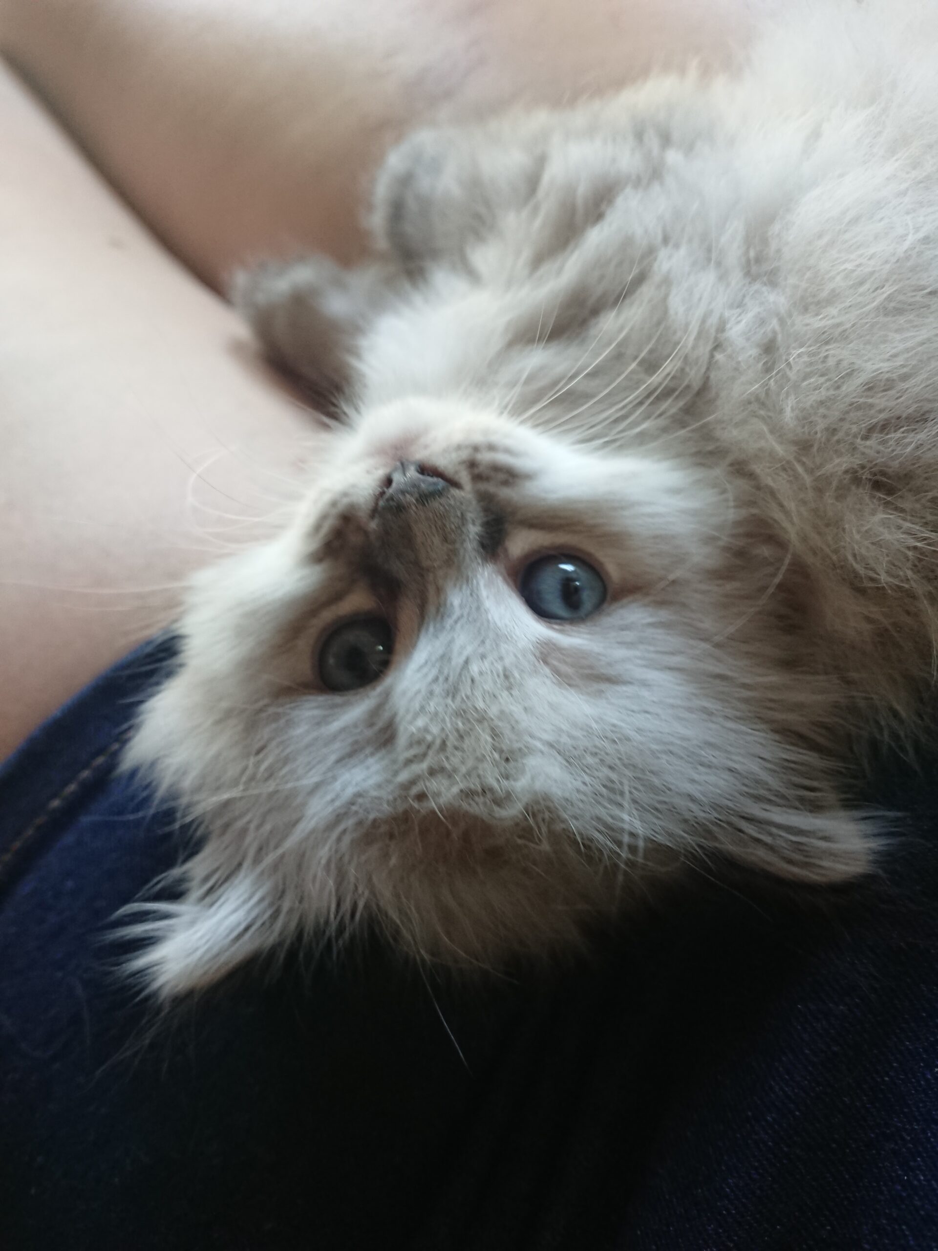 Therapiekatze Fina als Kitten, Praxis München Laim, Gisela Schneider MA, Heilpraktikerin für Psychotherapie