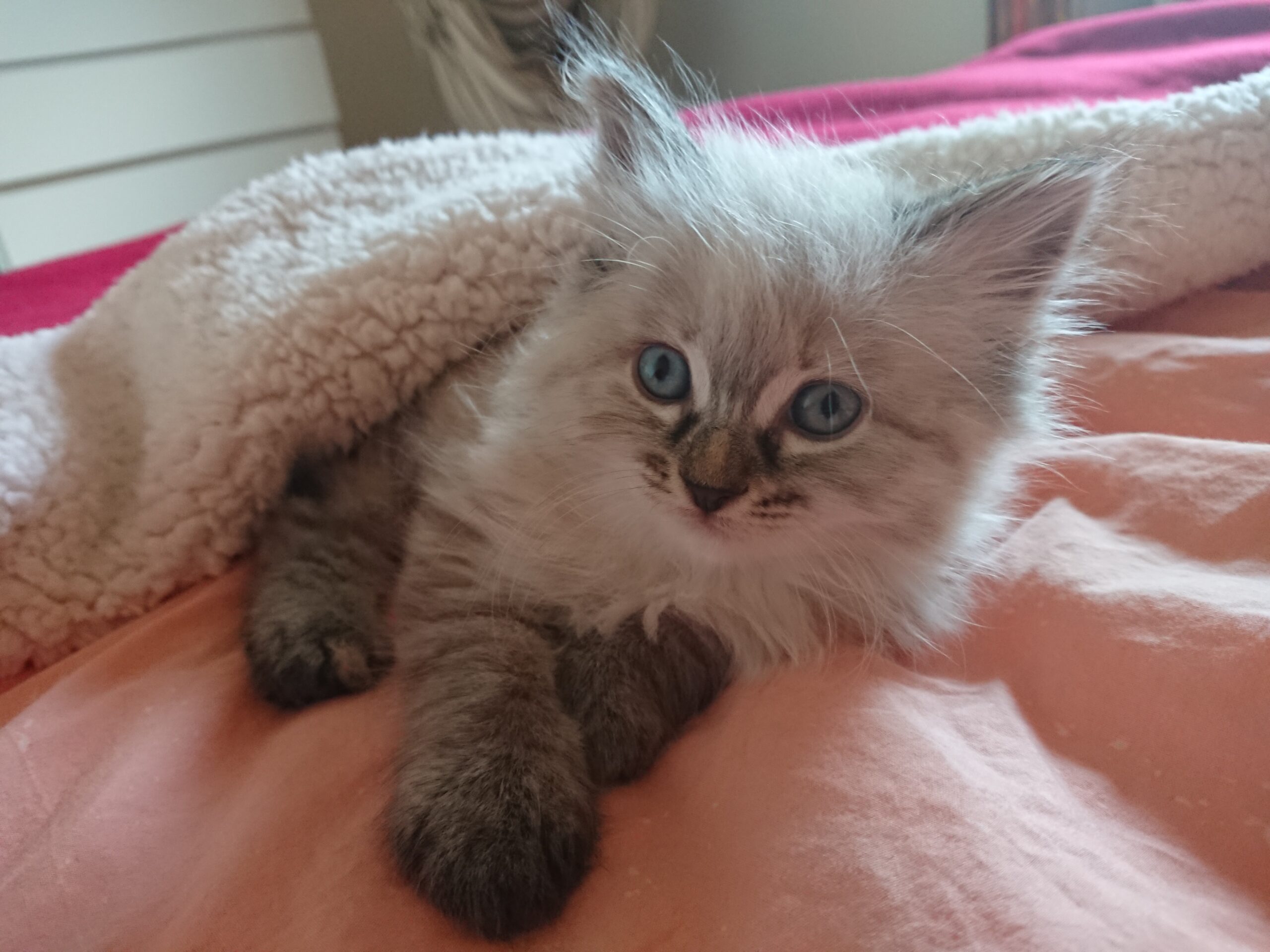 Fina, Therapiekatze