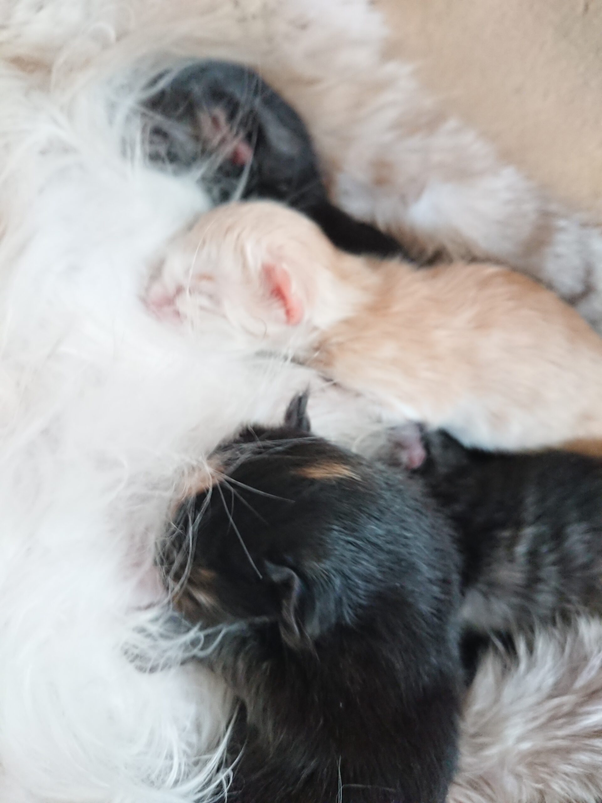 Nala und Momo als Baby