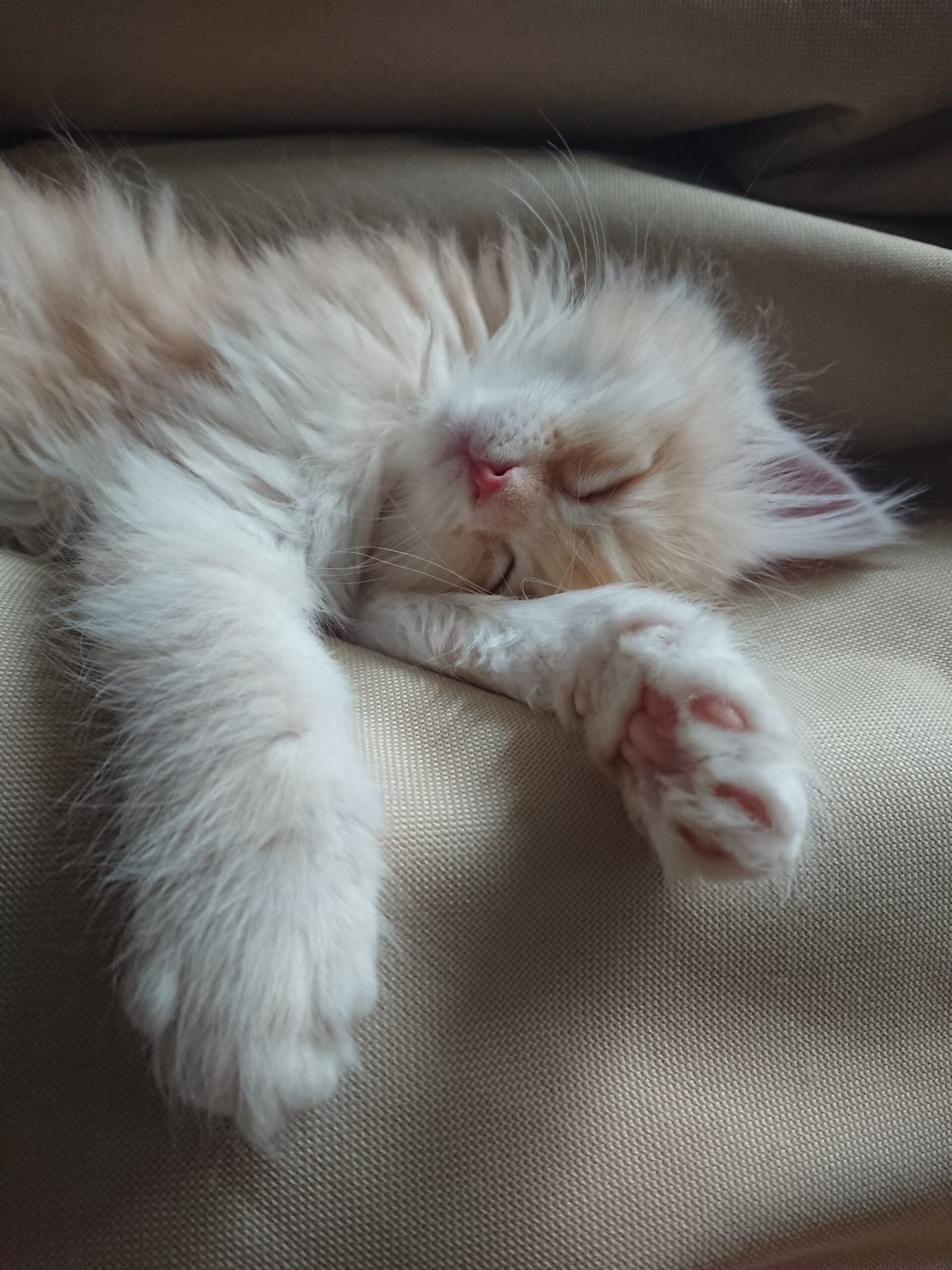 Therapiekatze Nala