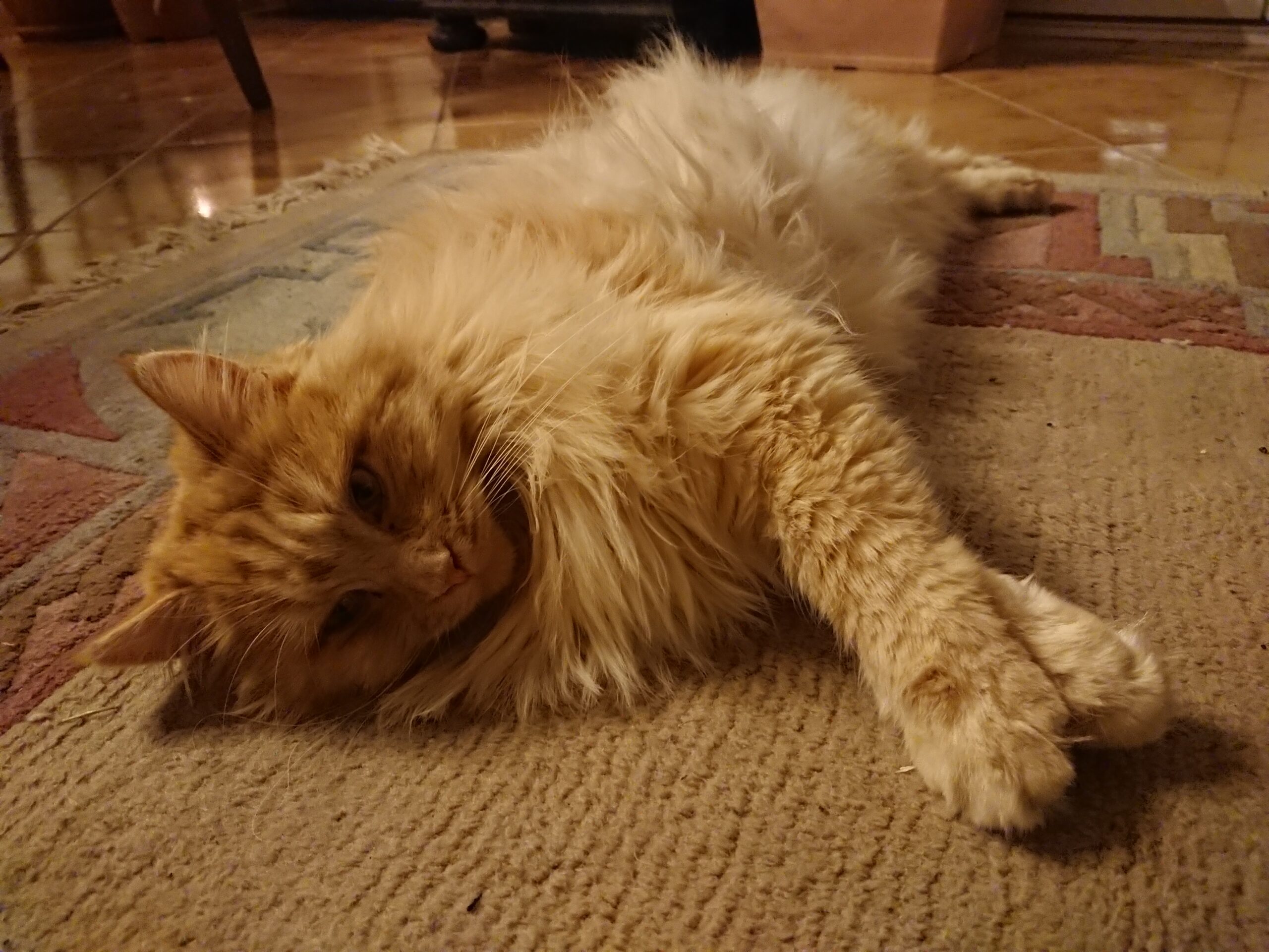 Therapiekatze Nala, Praxis München Laim, Gisela Schneider, Heilpraktikerin für Psychotherapie