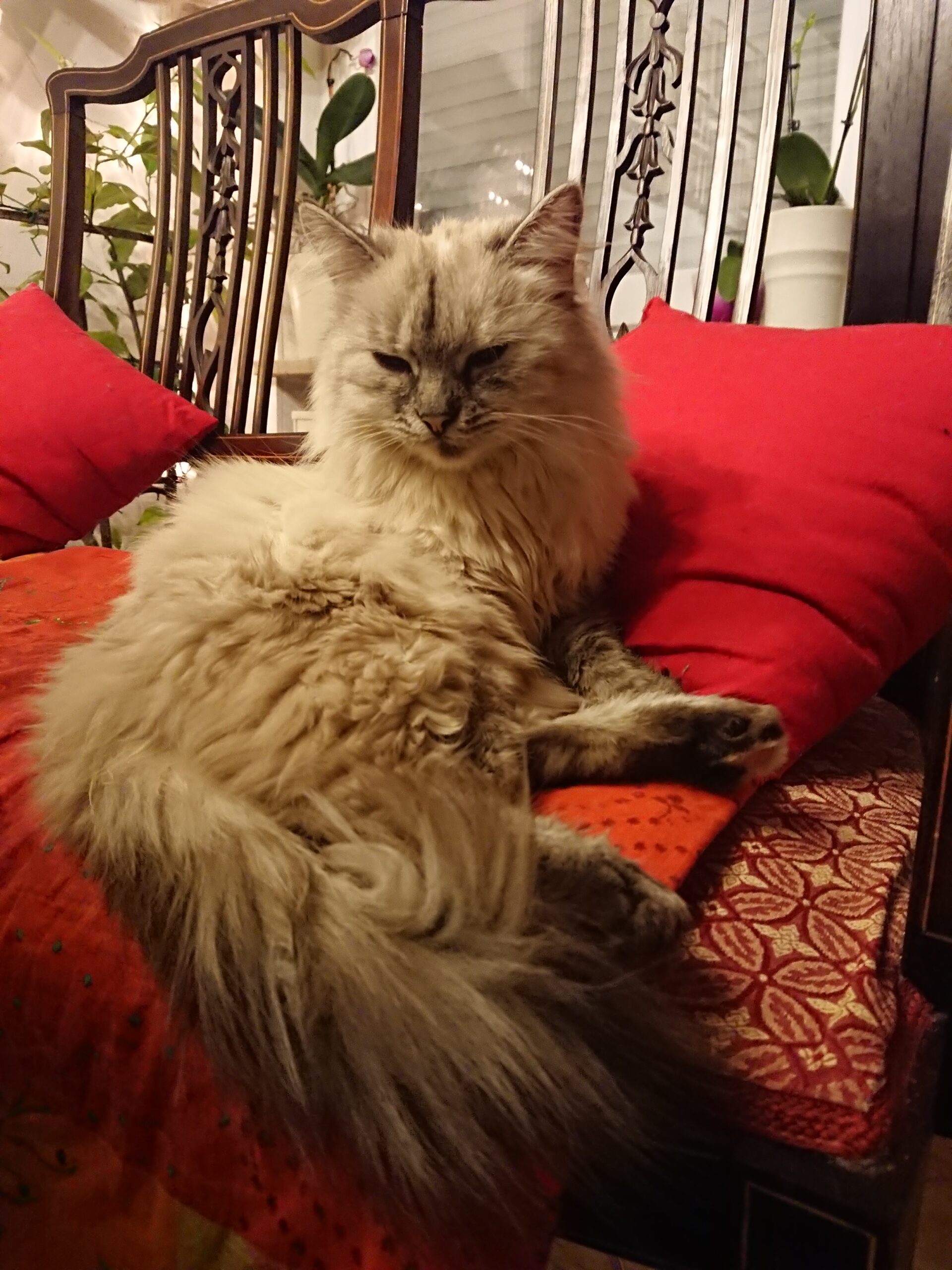 Therapiekatze Miri, Heilpraxis München, Gisela Schneider