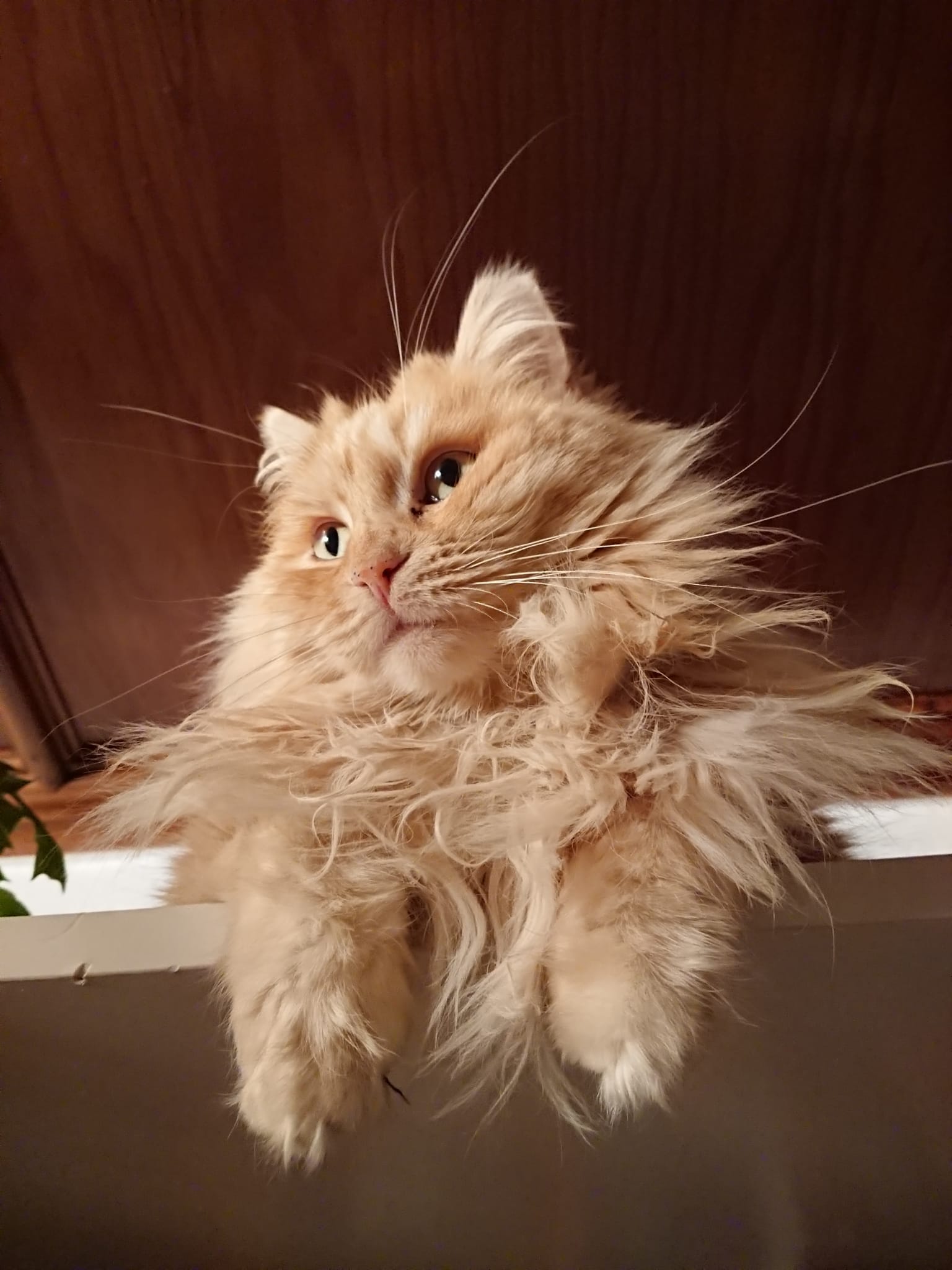 Nala, Therapiekatze, Praxis München Laim, Gisela Schneider, Heilpraktikerin für Psychotherapie