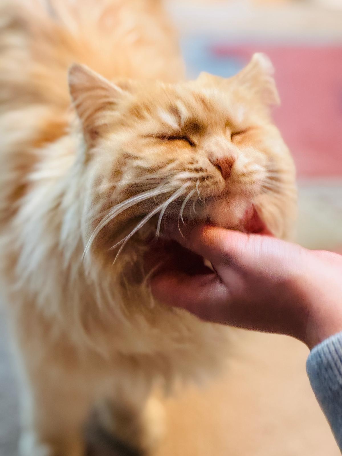 Nala, Therapiekatze, Praxis Gisela Schneider