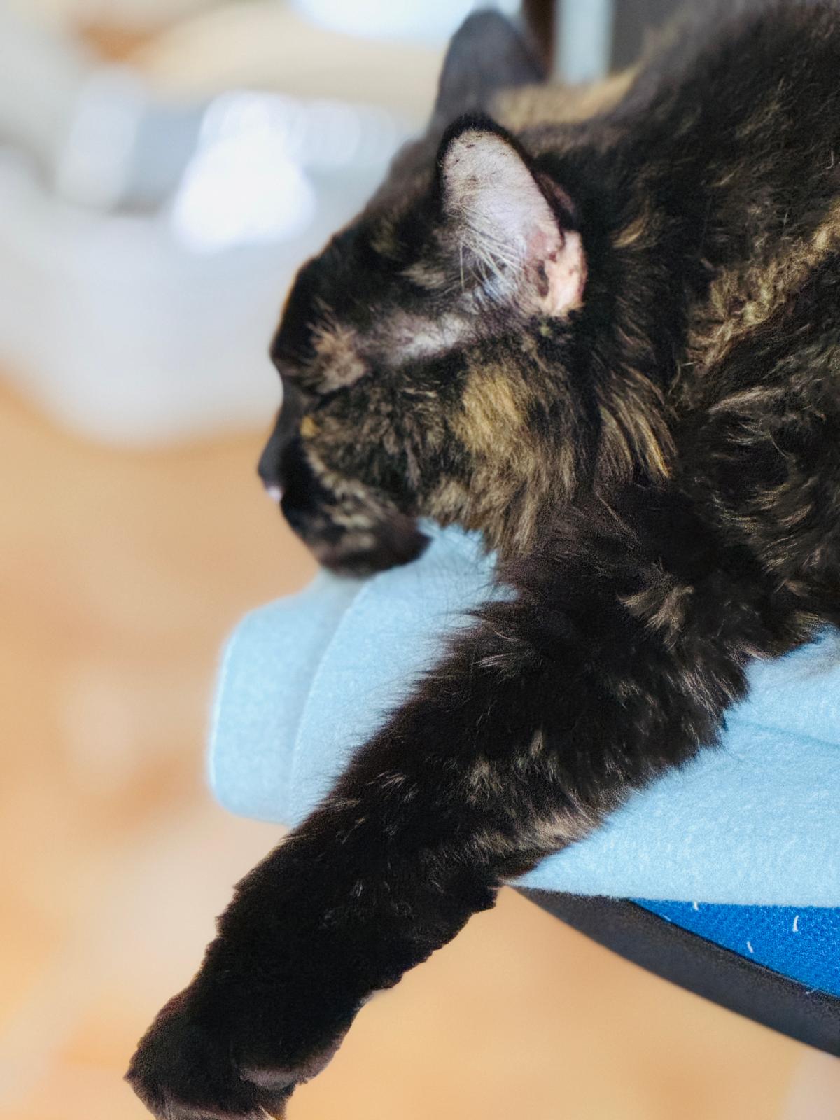 Therapiekatze Momo, Praxis München Laim, Gisela Schneider Heilpraktikerin f. Psychotherapie