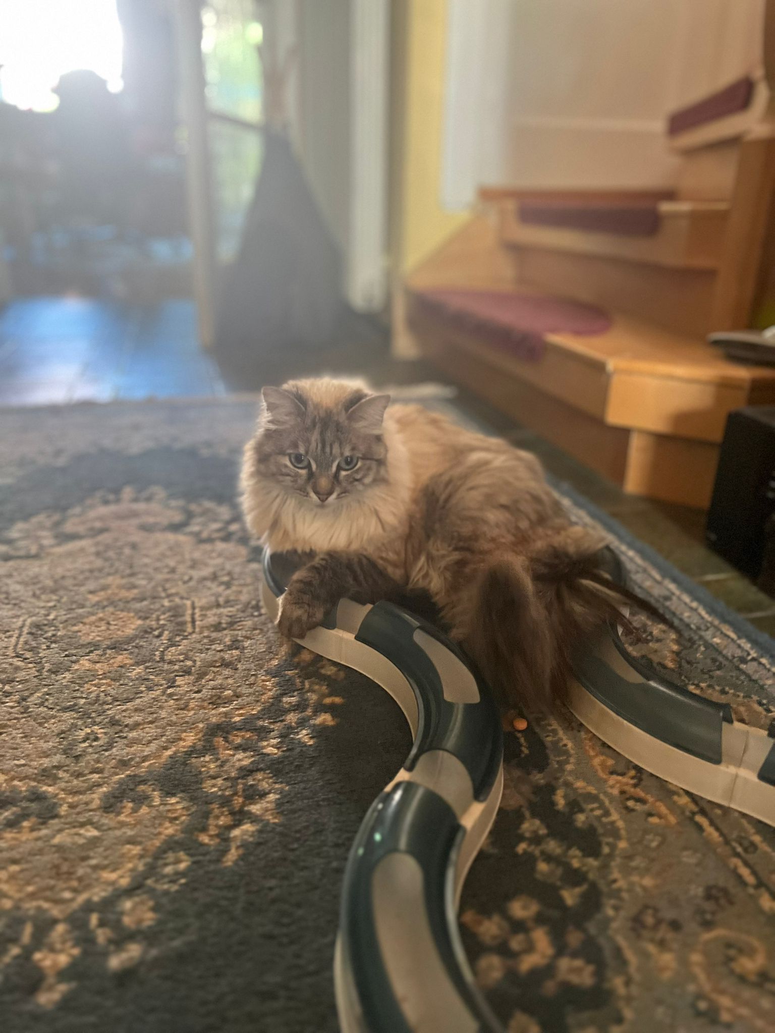 Therapiekatze Fina erwartet einen schon, Praxis München