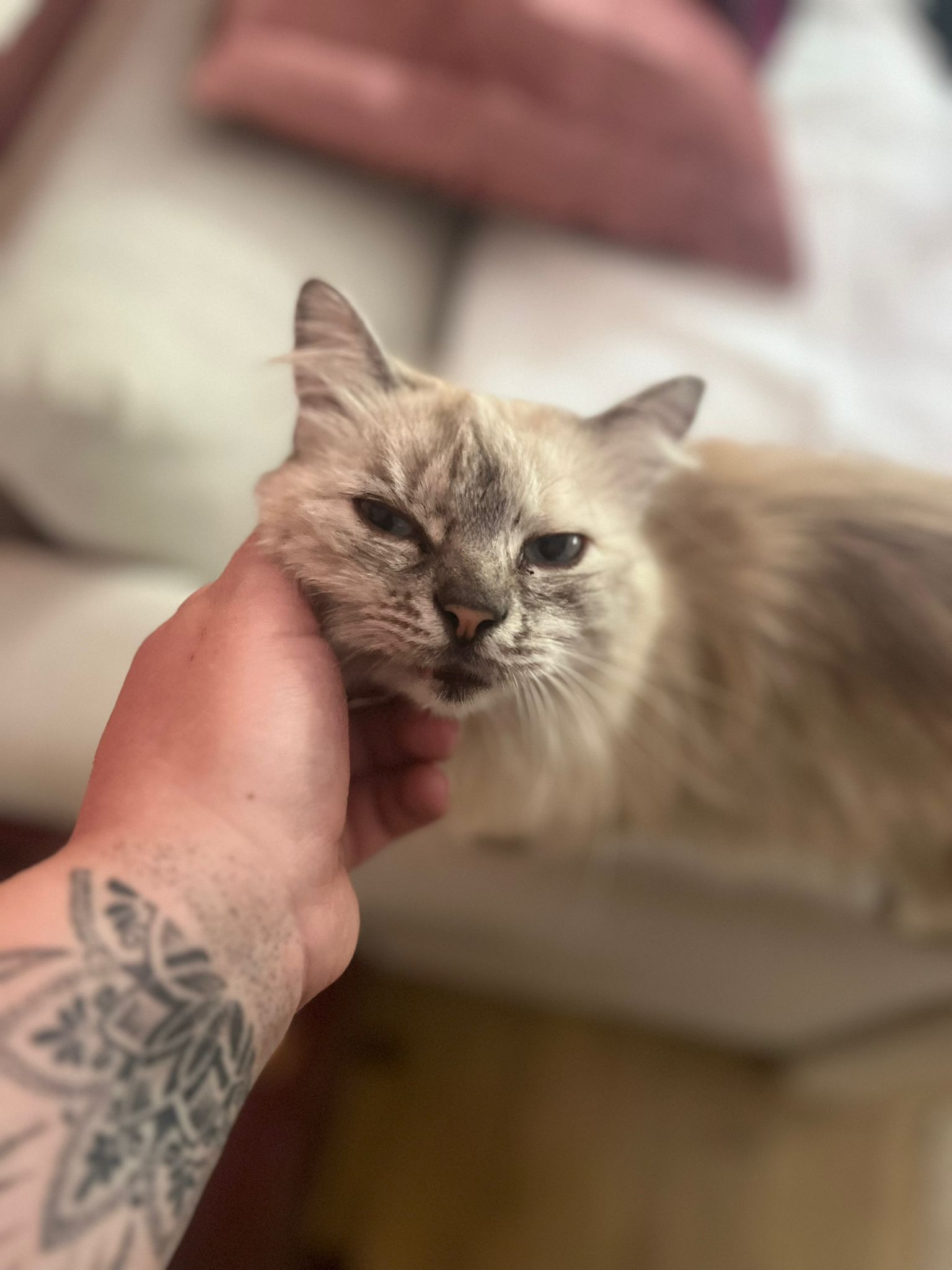 Therapiekatze Miri, tiergestützte Therapie, Praxis Gisela Schneider, MA