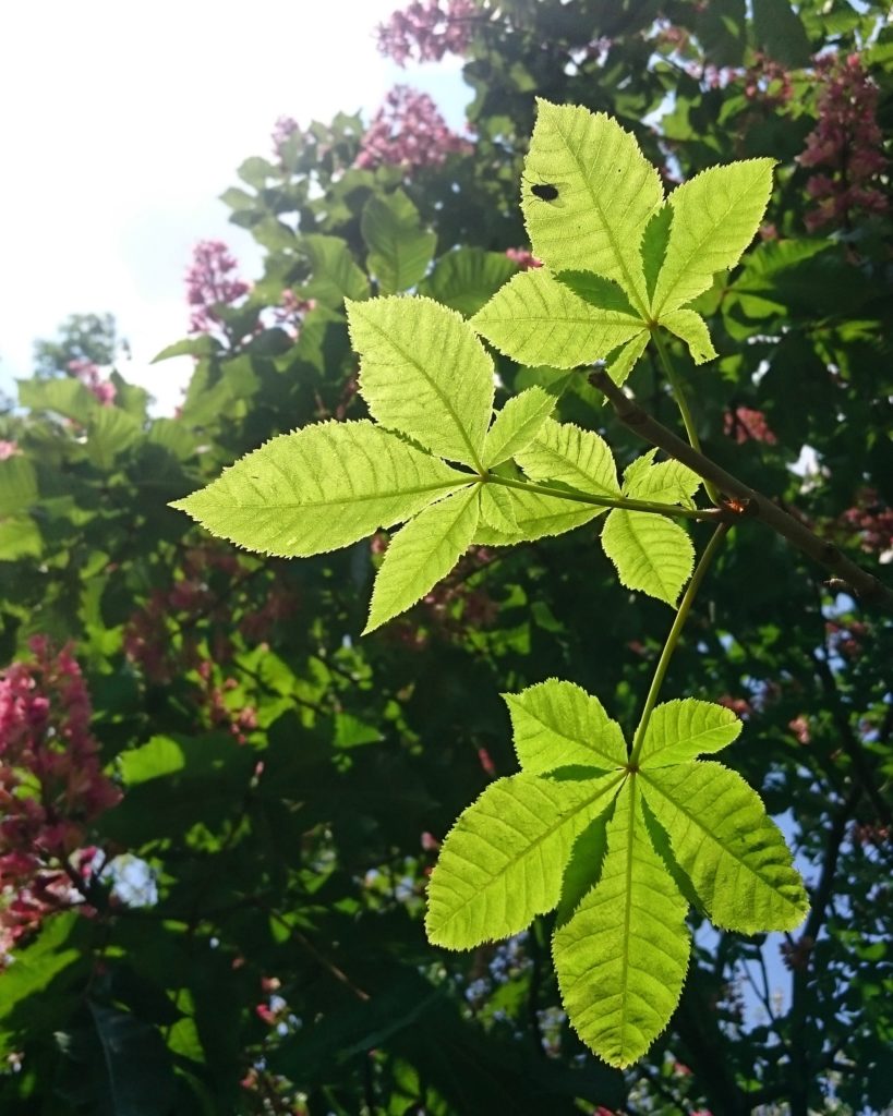 Red Chestnut in voller Blüte