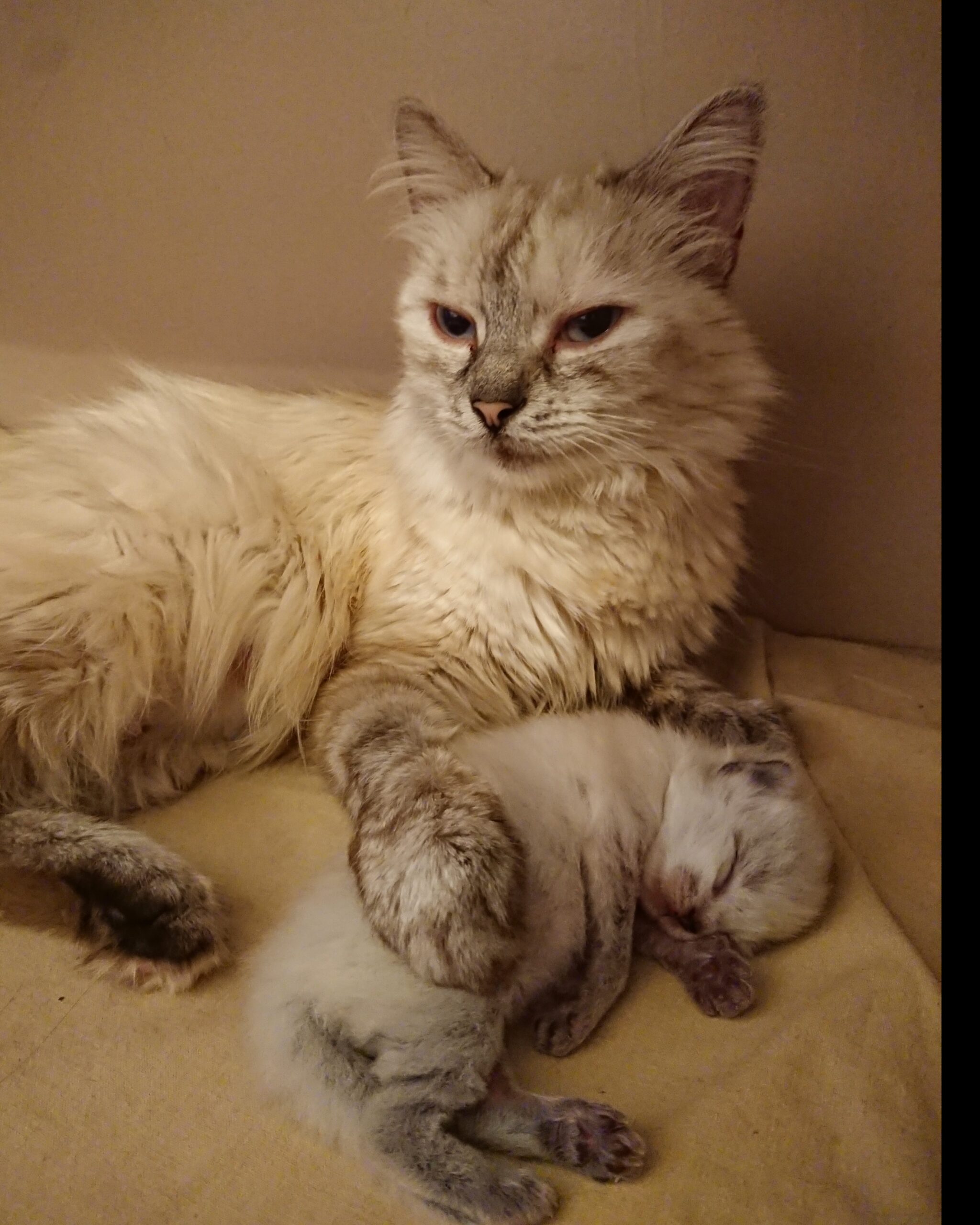 Therapiekatze Fina als Kitten mit Mama Miri, Praxis München Laim, Gisela Schneider MA, Heilpraktikerin für Psychotherapie