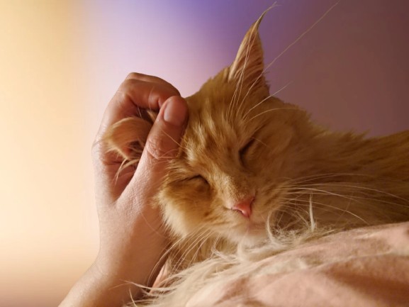 Therapiekatze Nala, Tiergestützte Therapie mit Katzen, München
