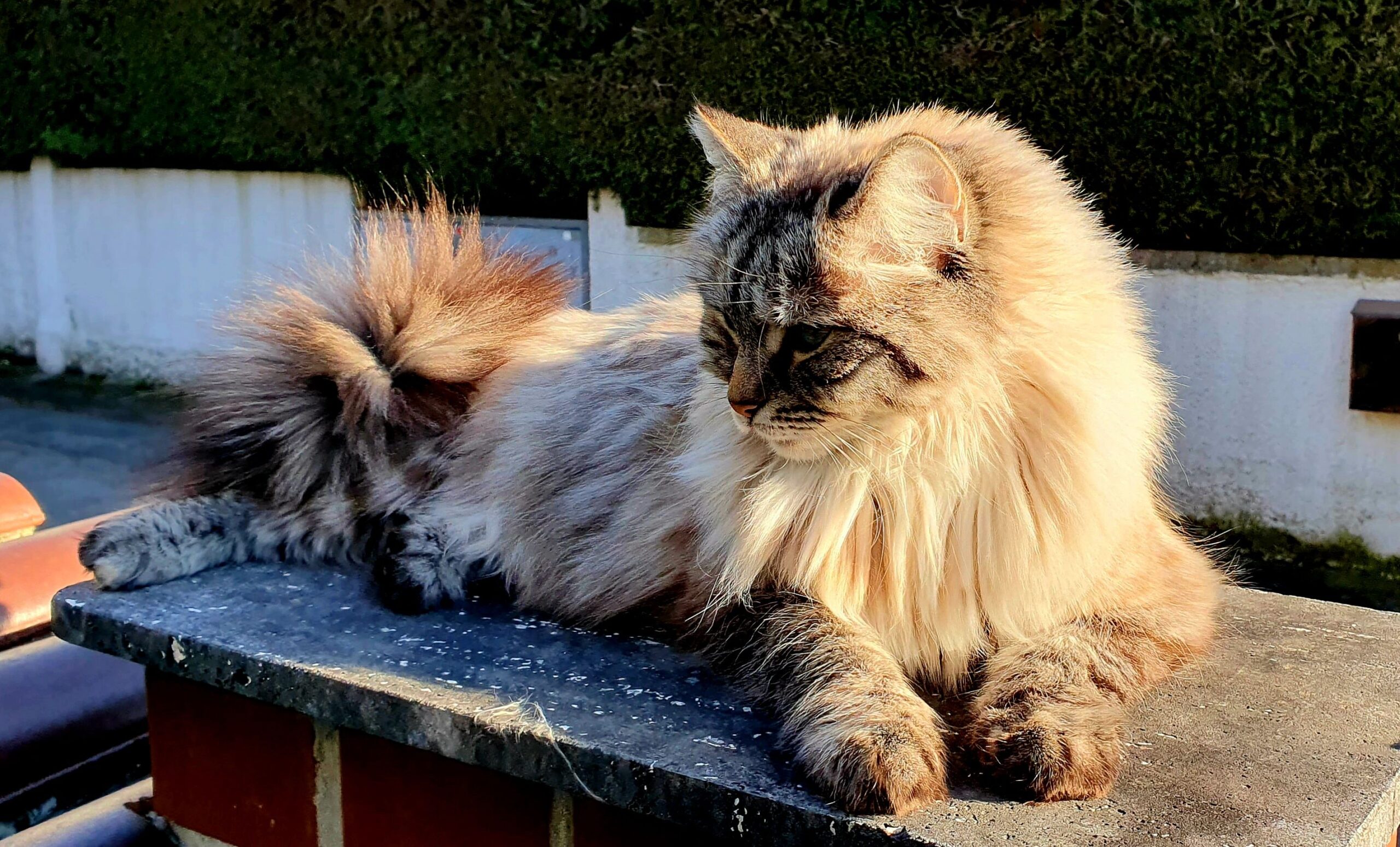 Therapiekatze Fina erwartet einen manchmal am Eingang, Praxis München Laim